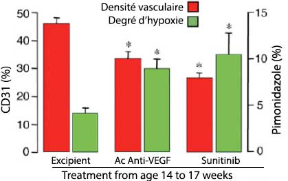 Figure 2. Tumeurs RIP-Tag2 : densité vasculaire et degré d'hypoxie après traitement anti-angiogénique