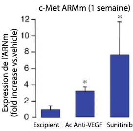 Figure 3. Tumeurs RIP-Tag2 : expression de c-MET après traitement antiangiogénique