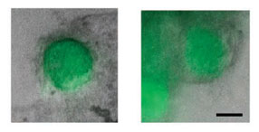 Figure. Formation de larges cellules GFP+ entourées de petites cellules GFP-, dans des structures compactes ressemblant à des follicules (barre d'échelle, 50 μm).