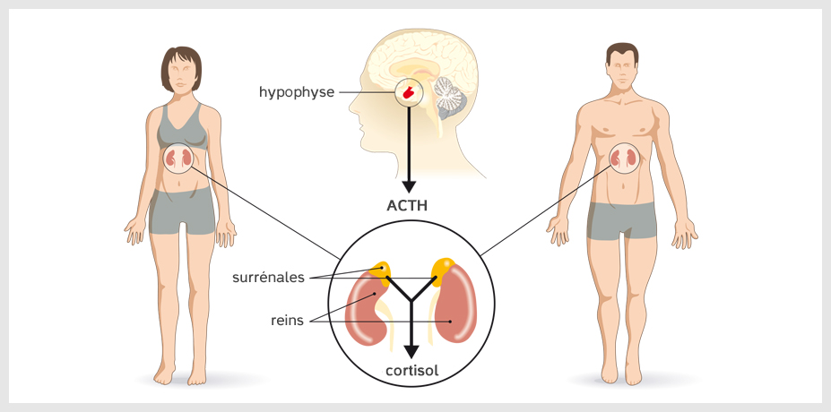 Schéma de production du cortisol