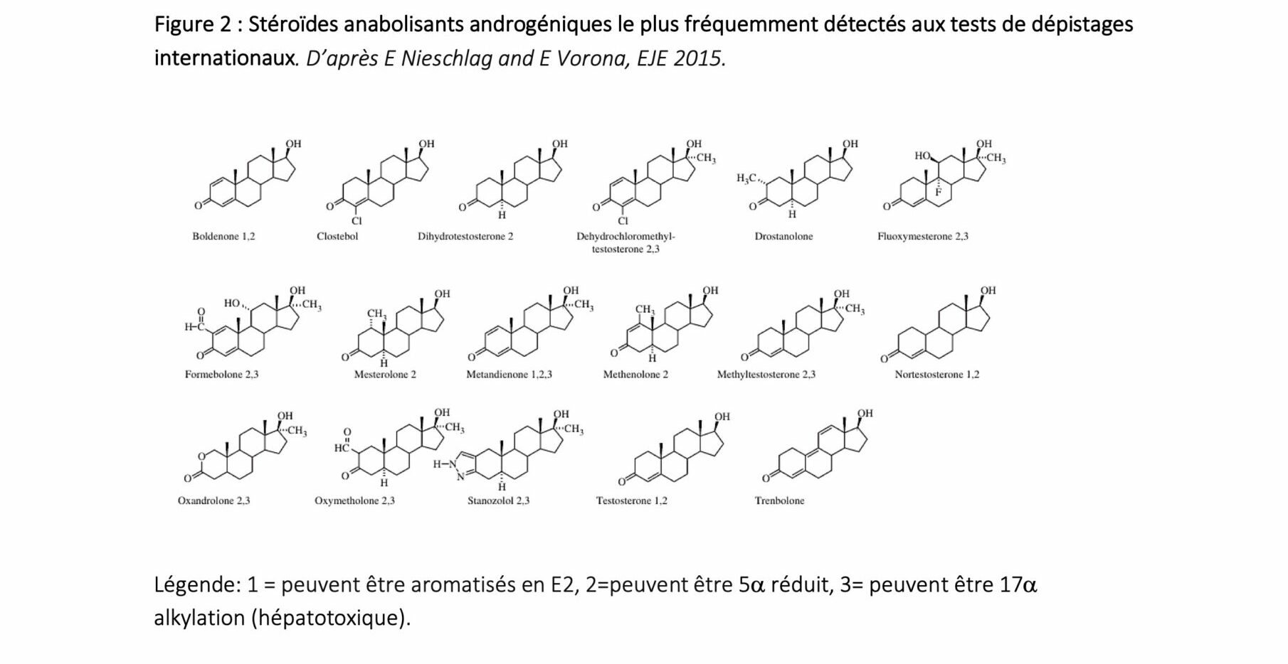 Hormones stéroïdiennes : androgènes - testostérone : récepteur aux  androgènes